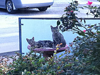 Resident Shop Cats at Nacogdoches Facility