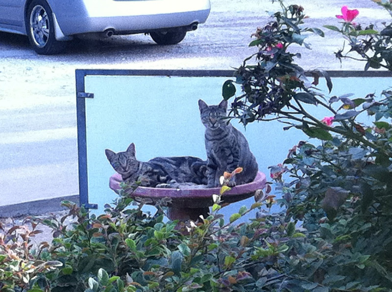 Resident Shop Cats at Nacogdoches Facility