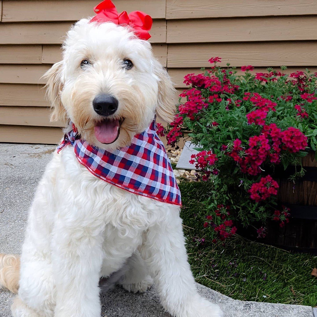 Family & Goldendoodle