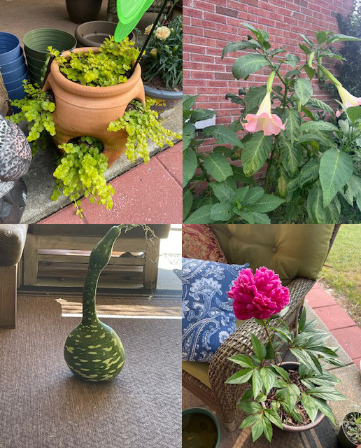 Landscaping & Gardening 