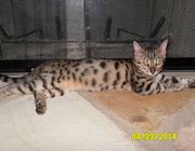 Bengal cat named 